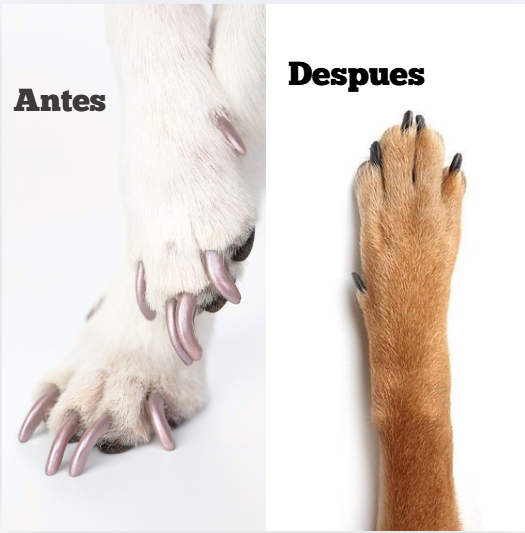 PawComfort™| Tablero para cuidado de uñas sin estrés